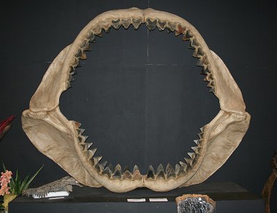 Vito Bertucci's largest shark jaw